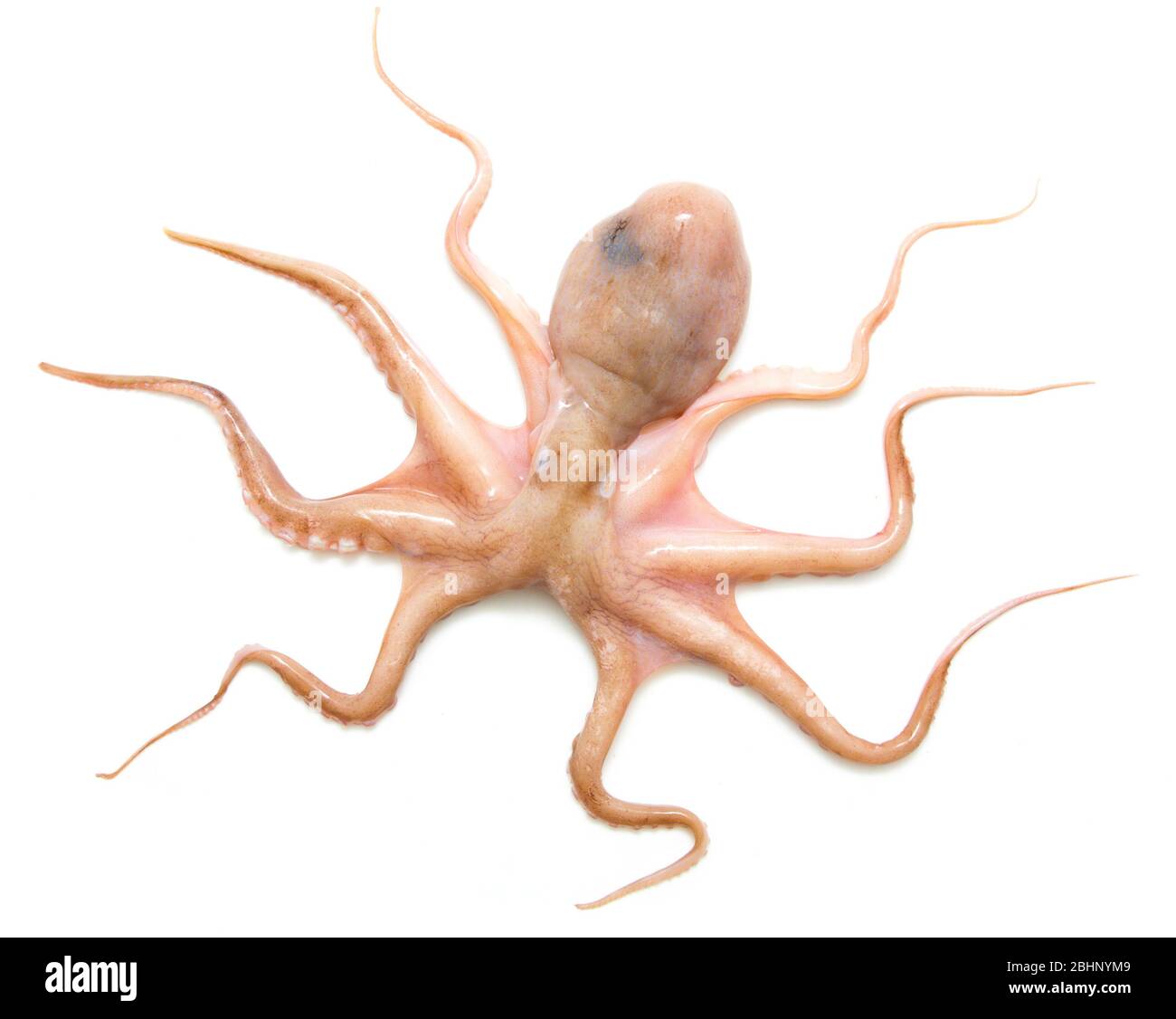 Materie octopus su sfondo bianco, piatti a base di frutti di mare freschi Foto Stock