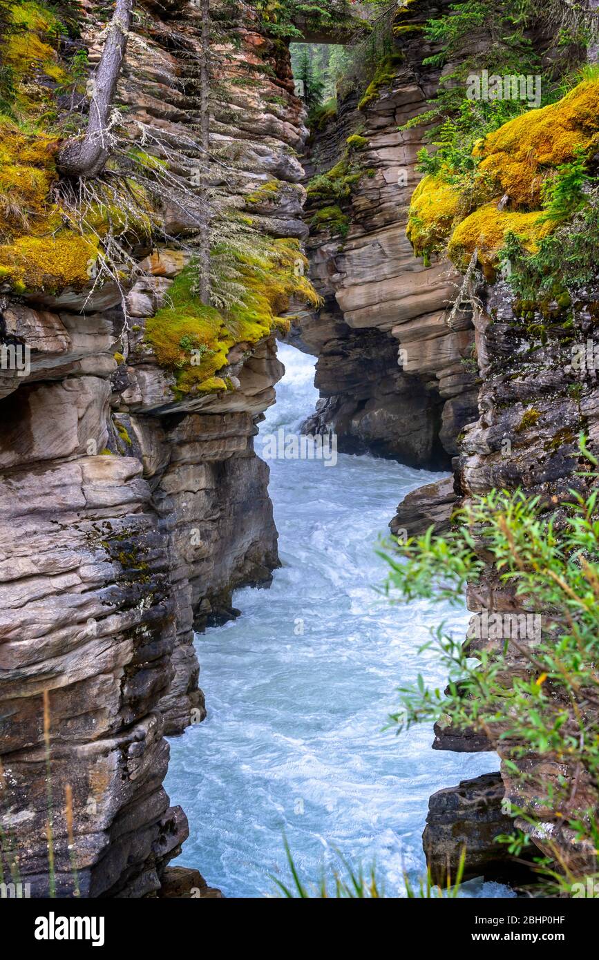 Athabasca cade nel Jasper National Park, Rocky Mountains, Alberta, Canada Foto Stock