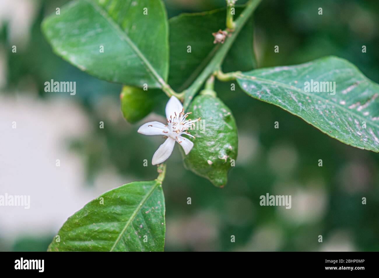 Frutta di limone danneggiata. Il danno è stato causato da Thrips (ordine Thysanoptera) probabilmente Scirtothrips dorsalis. Fotografato in Israele nel mese di aprile Foto Stock