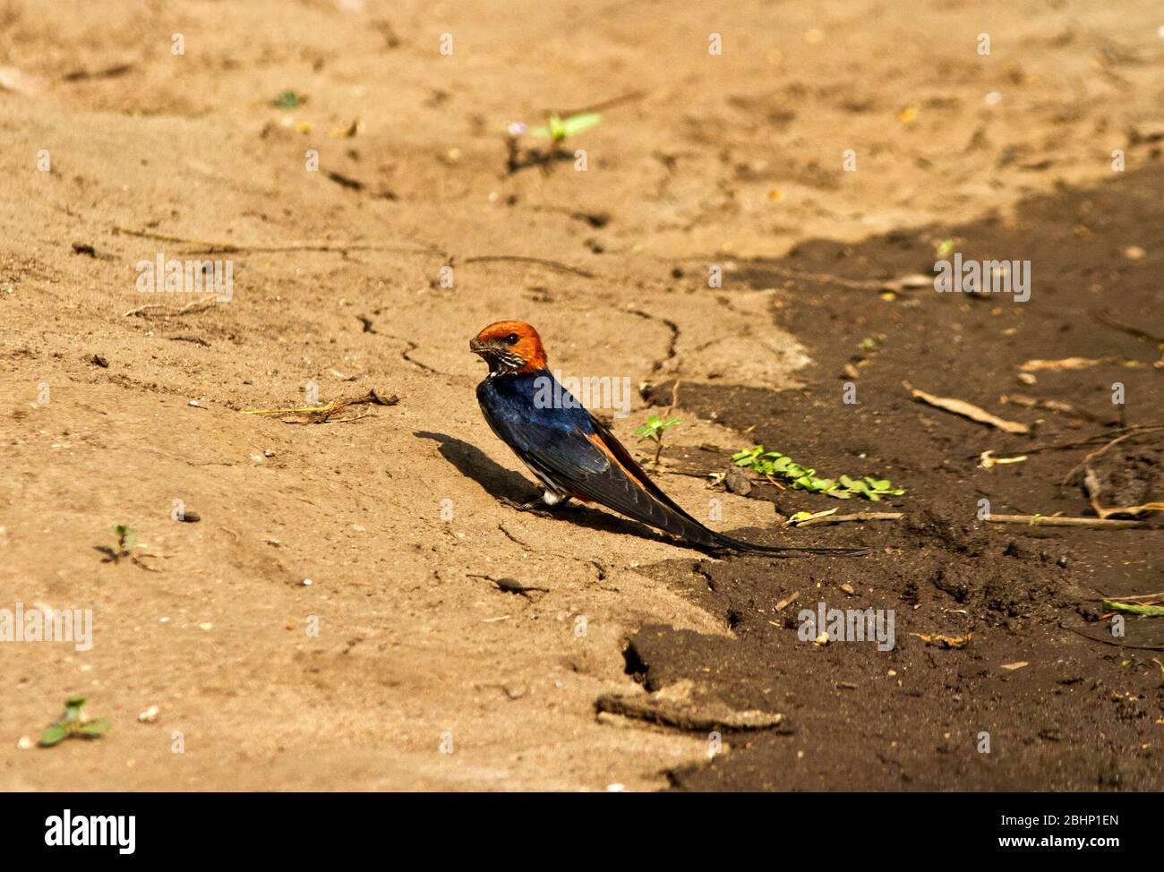 Gli Swallows a strisce minori raccolgono pellets di fango nelle loro baccelli dal bordo di una pozza di pioggia per la daubing sul loro nido a forma di cupola; un compito laborioso Foto Stock