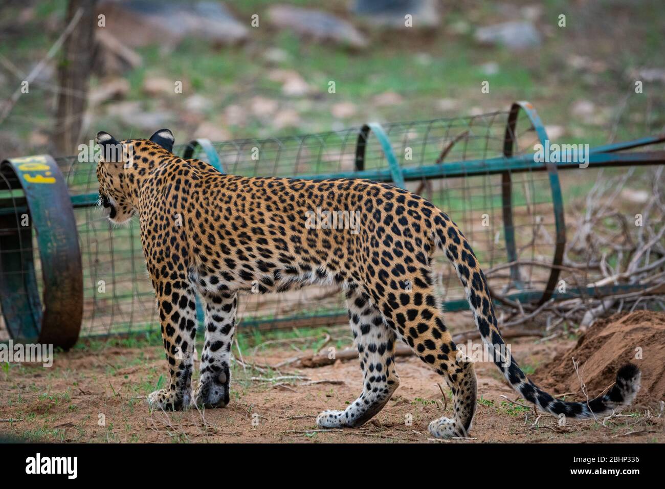 leopardo o panther o panthera pardus in bella sfondo verde alla riserva della foresta di jhalana, jaipur, rajasthan, india Foto Stock