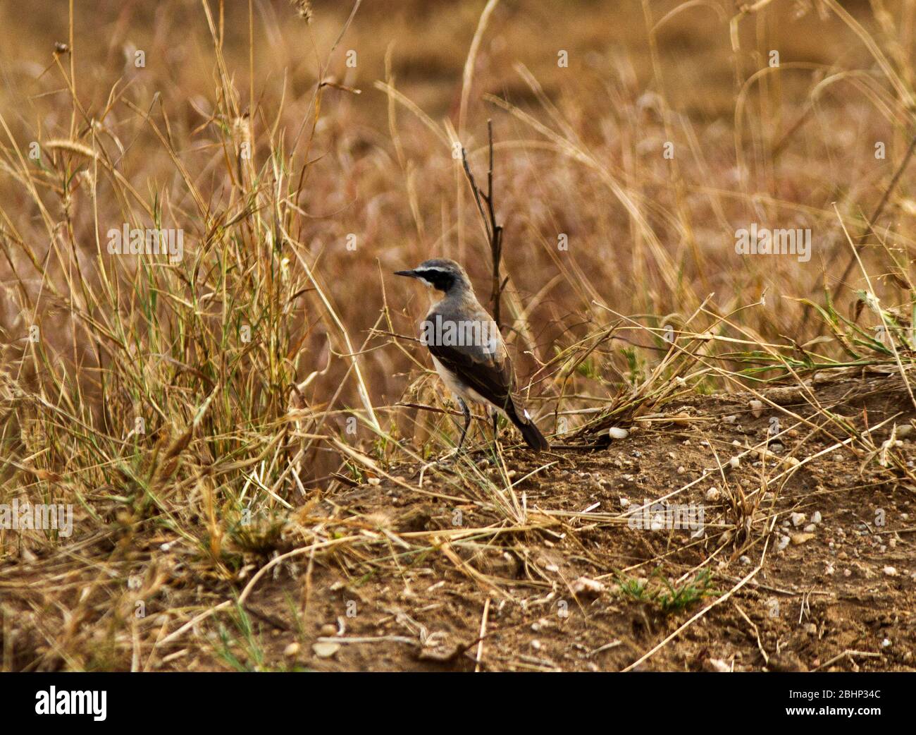 Il Wheatear del Nord o europeo è un migrante paleartico comune che preferisce la savana aperta e le ghirlande ed è comune nell'Africa orientale Foto Stock
