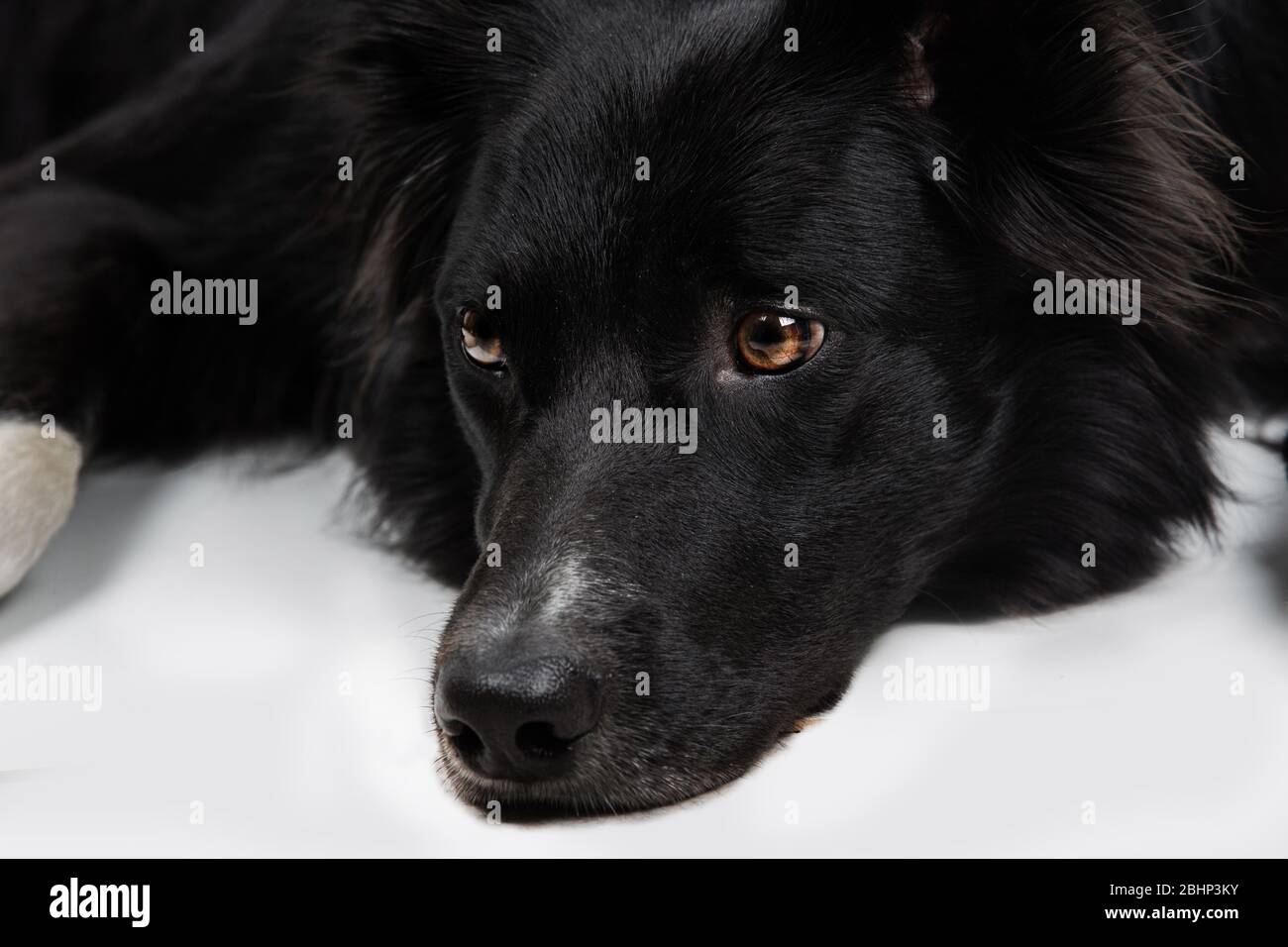 A piena lunghezza Ritratto di un triste e riflessivo di razza Border Collie cane guardando giù pensieroso. Carino pet friendly guardando con occhi smart. Annoiato e ups Foto Stock