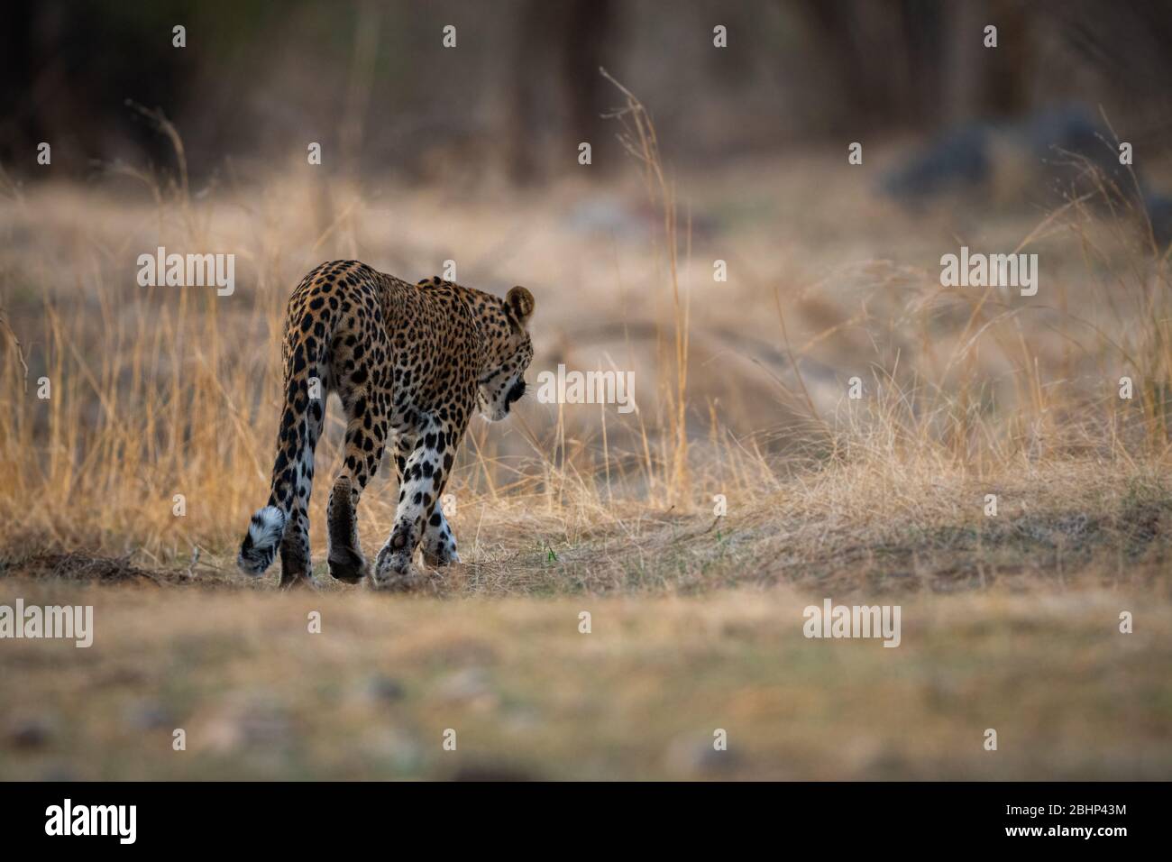 leopardo o panther o panthera pardus in bella priorità bassa alla riserva della foresta di jhalana, jaipur, rajasthan, india Foto Stock