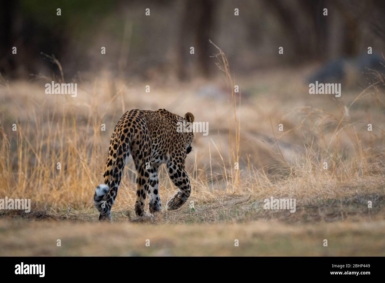 leopardo o panther o panthera pardus in bella priorità bassa alla riserva della foresta di jhalana, jaipur, rajasthan, india Foto Stock