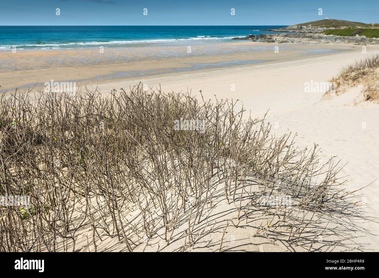 Vegetazione che cresce sul sistema di dune di sabbia che domina una spiaggia completamente deserta Fistral a Newquay in Cornovaglia. Foto Stock