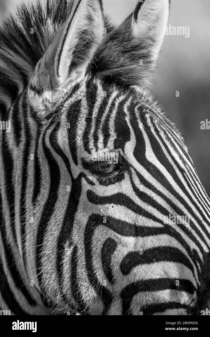 Primo piano sul lato mono della testa animale zebra di Grevy, all'aperto al West Midland Midlands Safari Park, Regno Unito. Faccia Zebra. Foto Stock