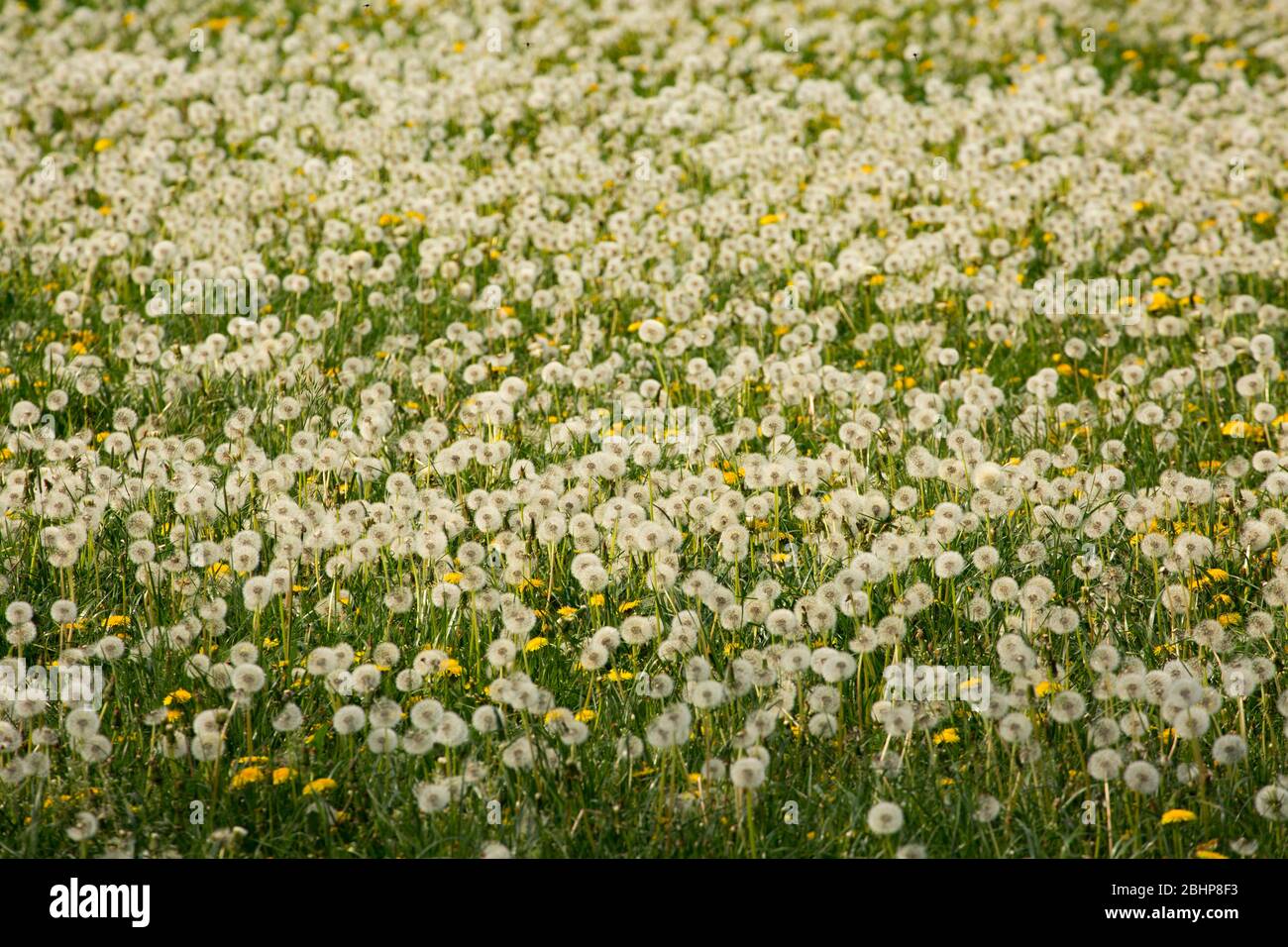 Fiori di dente di leone e teste di seme, o orologi, che crescono nel pascolo in aprile. North Dorset England GB Foto Stock