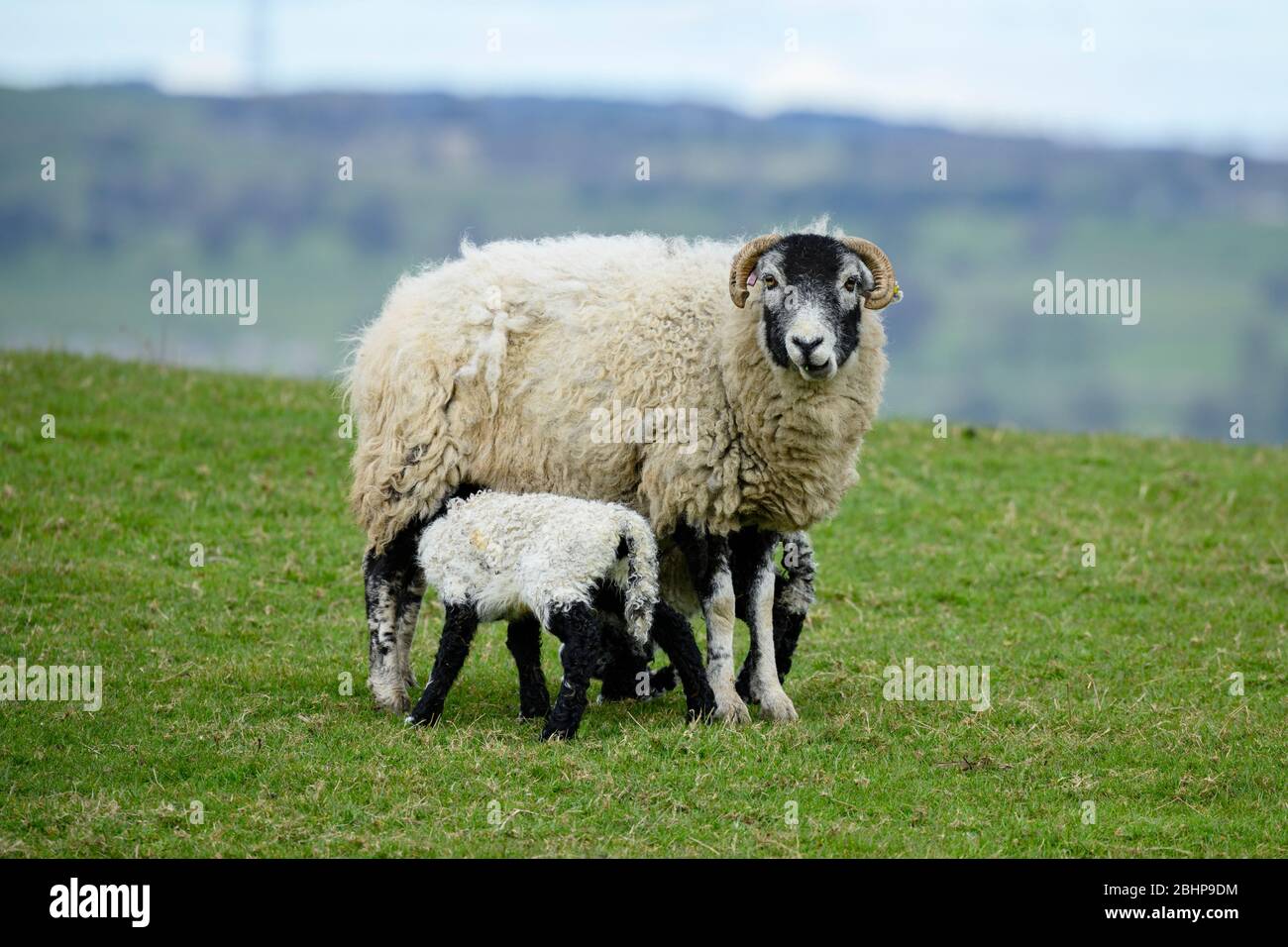 Primo piano di 1 pecora (pecora) e 2 agnelli piccoli in piedi su erba in campo agricolo in primavera (i giovani che nutrono e la madre che staring alla macchina fotografica) - Inghilterra, GB, Regno Unito. Foto Stock