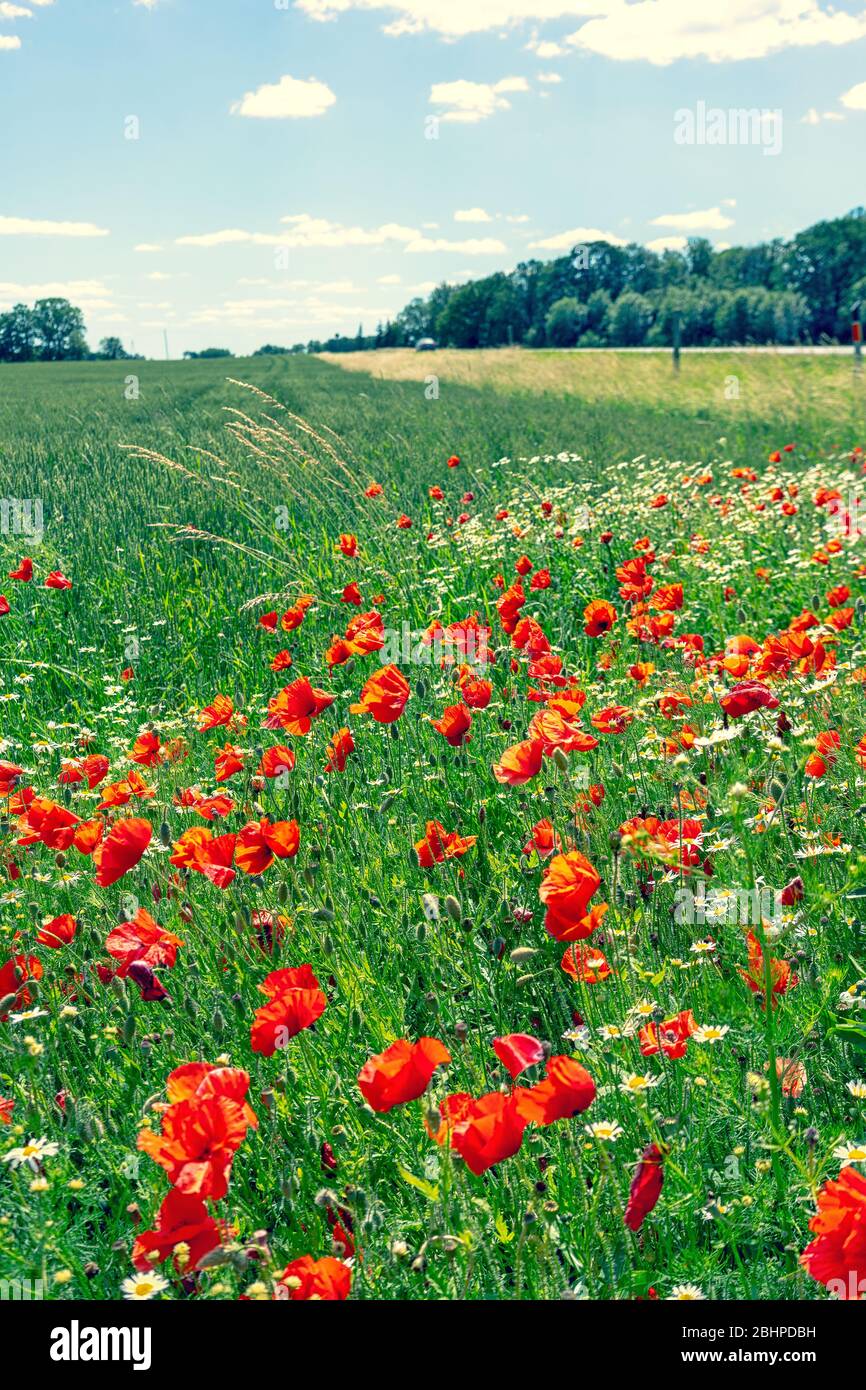 Margherite e papaveri nel campo Foto Stock