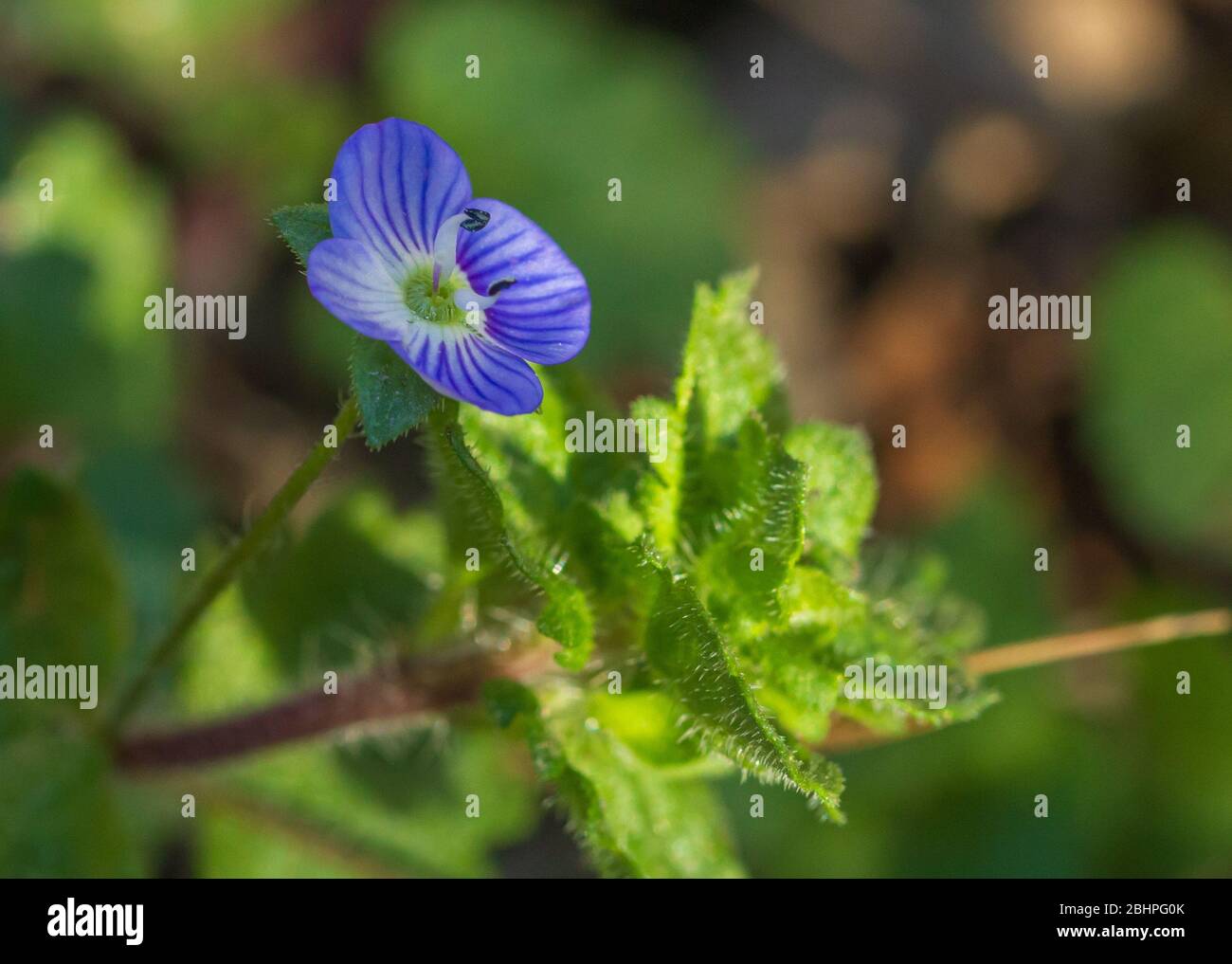 Veronica persica, Uccelli occhio Speedwell Flower Foto Stock