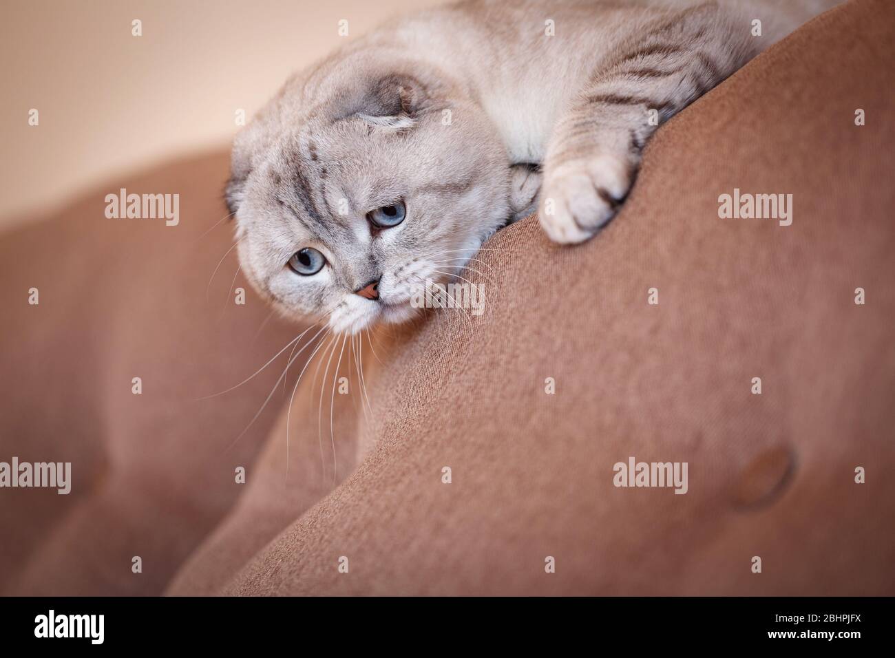 Il gatto grigio scozzese giace sul divano e allunga le gambe in avanti. Uno sguardo triste. Foto Stock