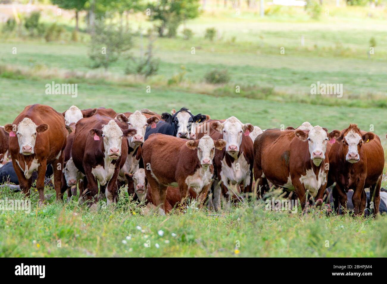 Un allevamento di bestiame bovino in un campo. Le mucche guardano tutti la macchina fotografica. La maggior parte sono di colore marrone e bianco, ma uno è di colore bianco e nero. Hanno etichette auricolari numerate Foto Stock