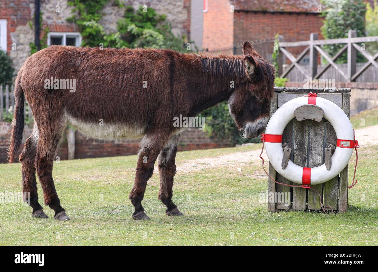 New Forest, Hampshire. 27 aprile 2020. Meteo Regno Unito. Gli asini girovagano nel Beaulieu Village in una giornata luminosa nella New Forest. Altri animali sono stati avvistati nel villaggio durante il covid 19 blocco. Credit Stuart Martin/Alamy Live News Foto Stock