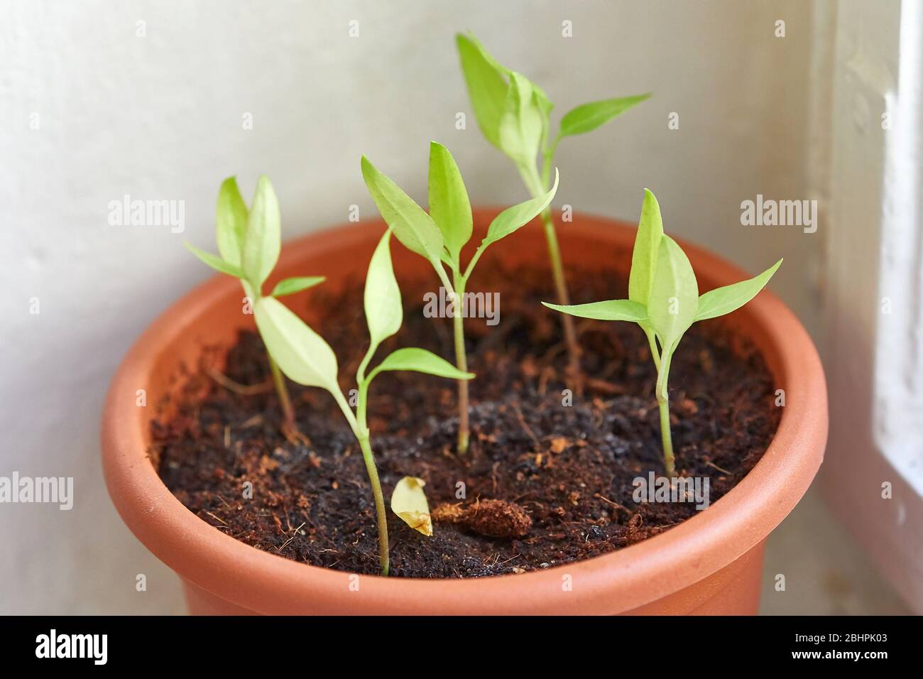 Pianta piccola crescente a casa Foto Stock