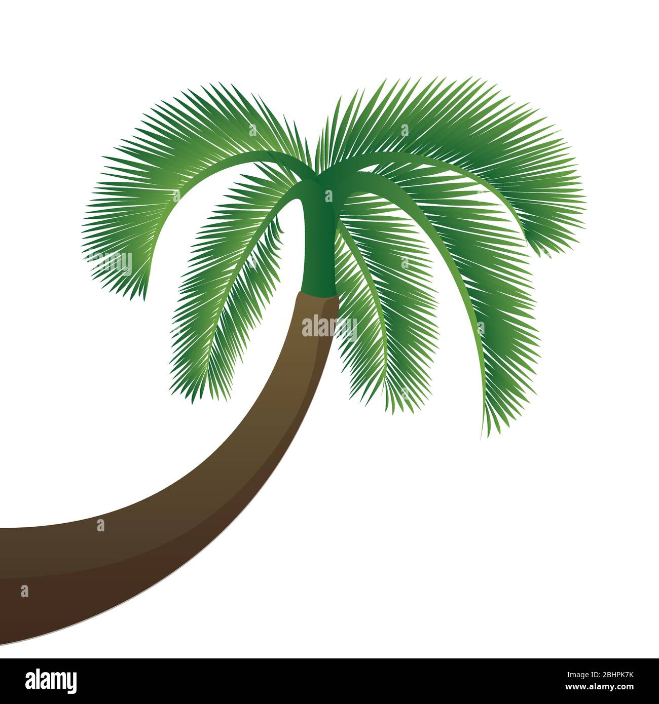 albero di palma isolato su sfondo bianco illustrazione vettoriale EPS10 Illustrazione Vettoriale
