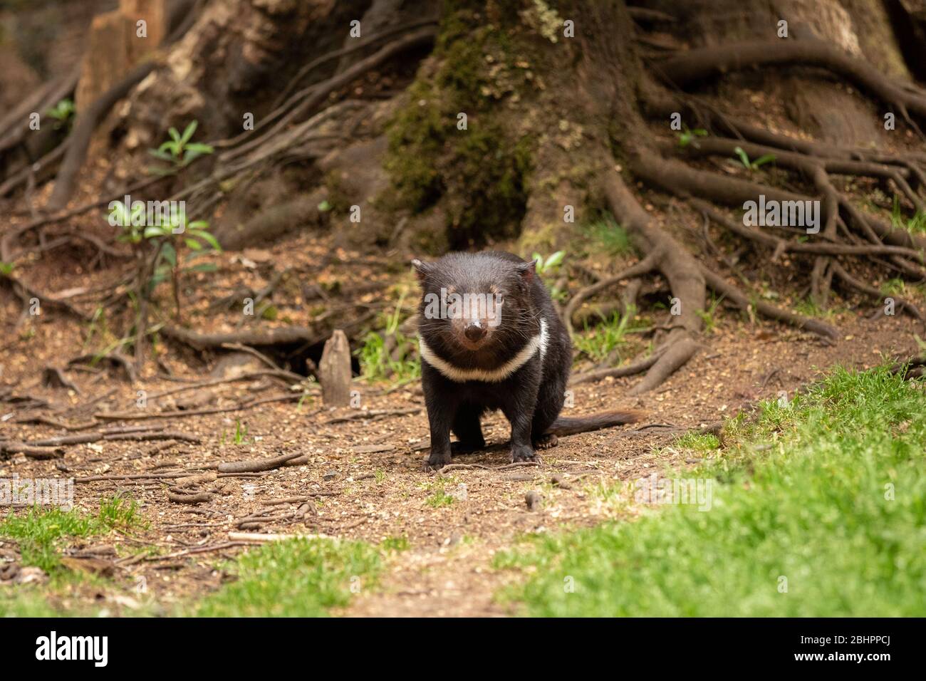 Diavolo della Tasmania in Australia Foto Stock