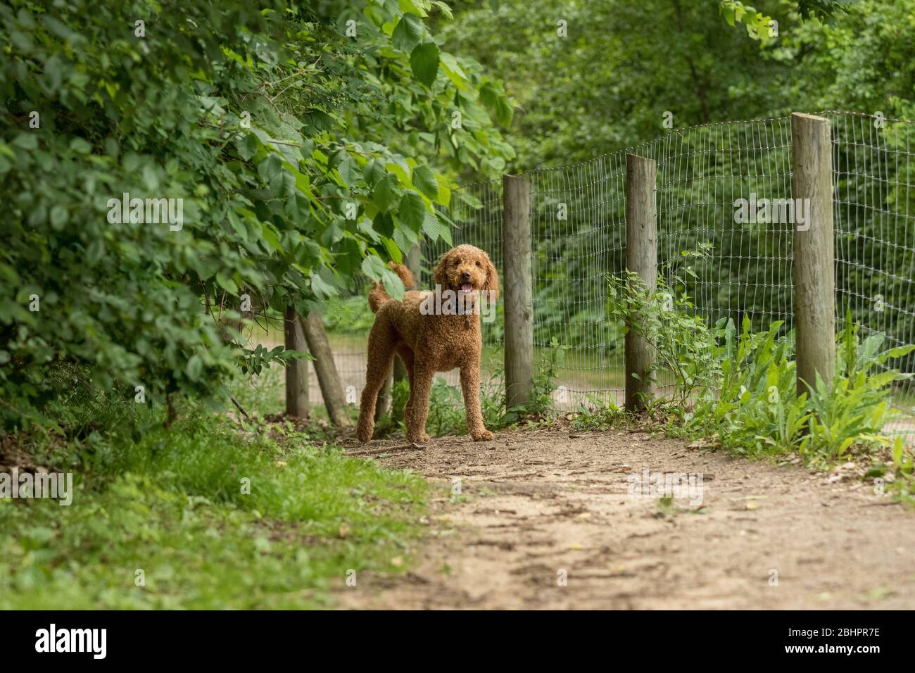 Un goldendoodle su un percorso attraverso un parco Foto Stock