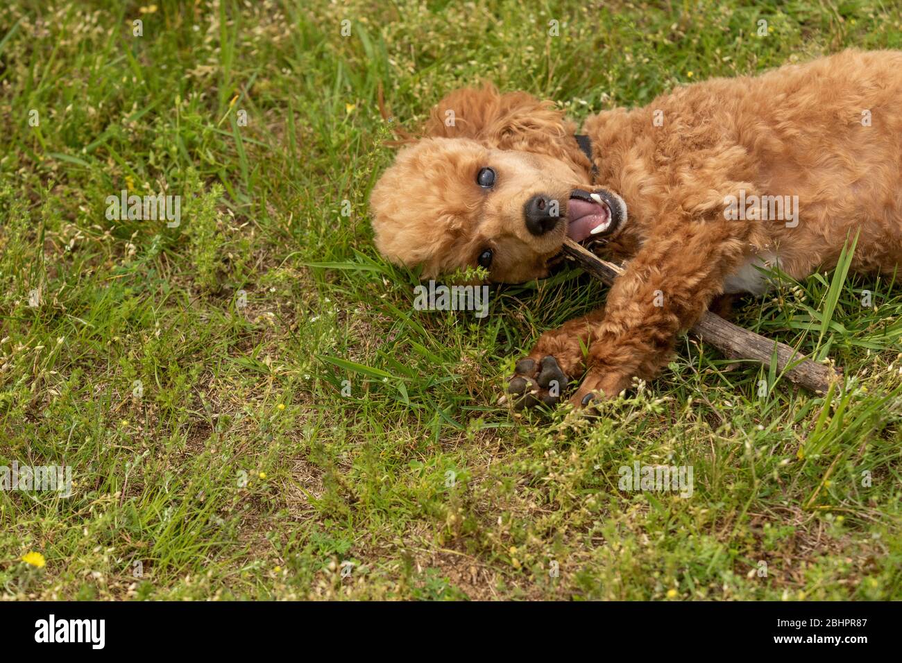 Un misto di poodle masticare su un bastone Foto Stock