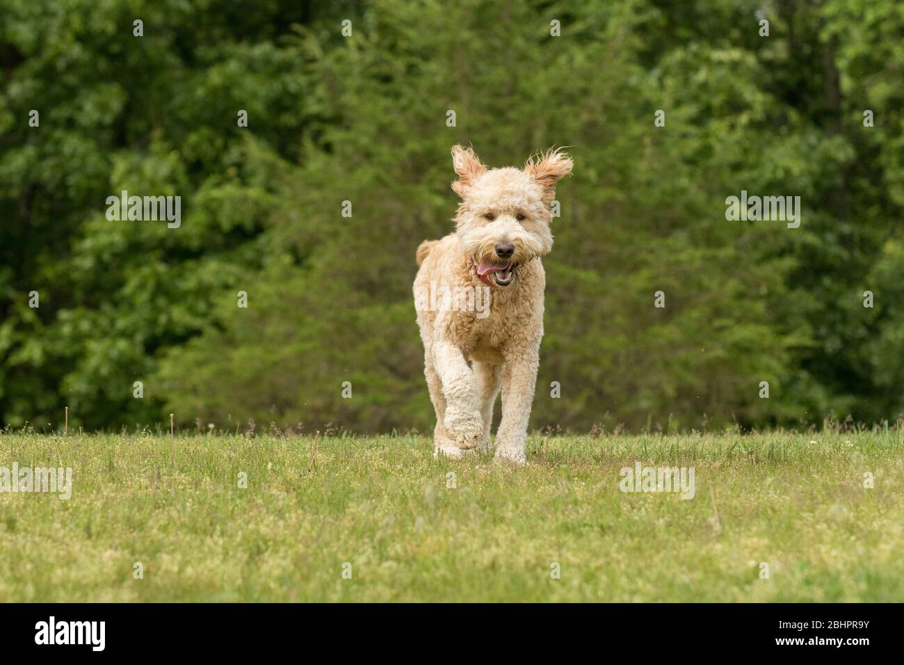 Un dentino di colore chiaro che corre su erba verde Foto Stock