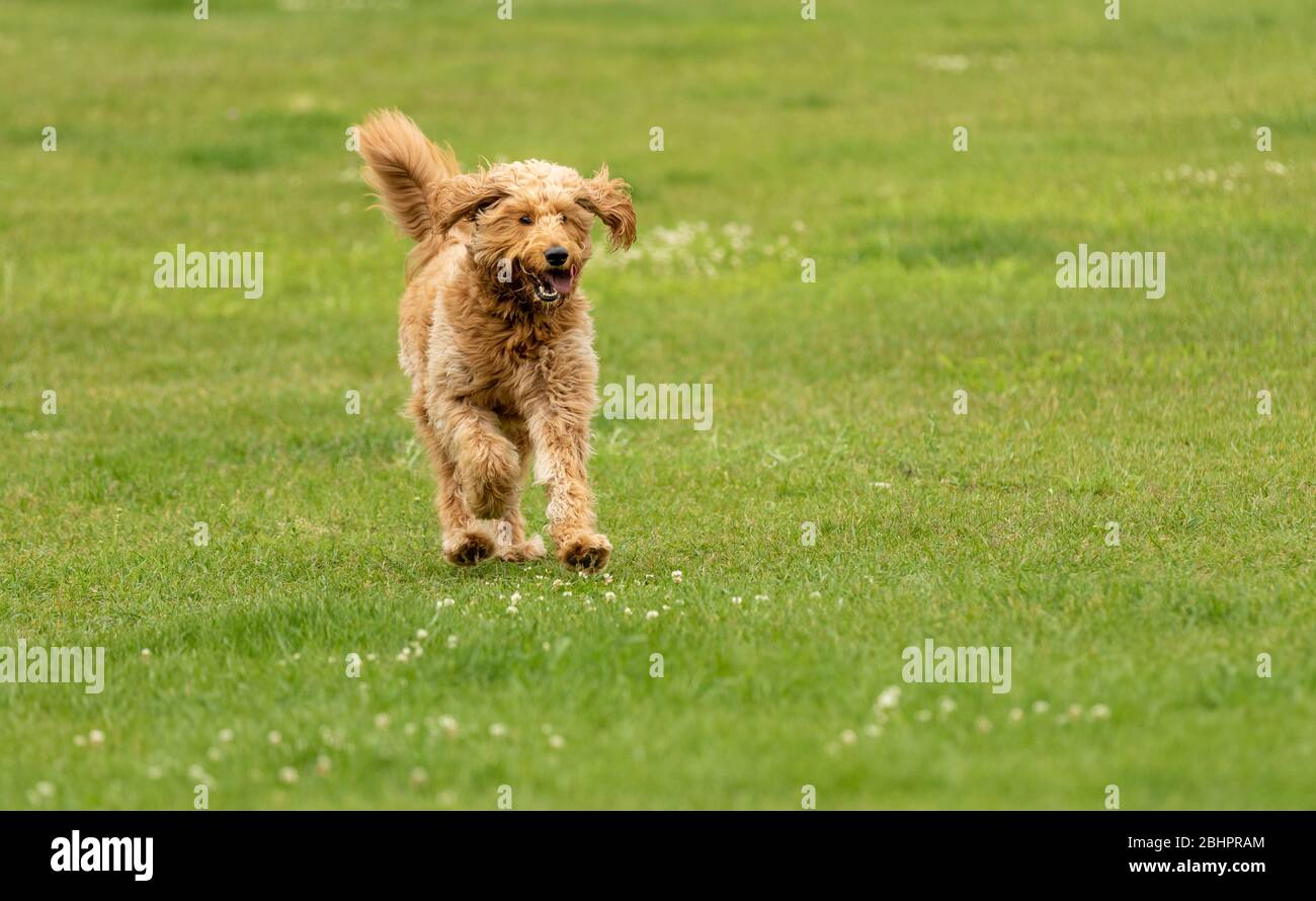 Un cane da dolo che corre su erba verde Foto Stock
