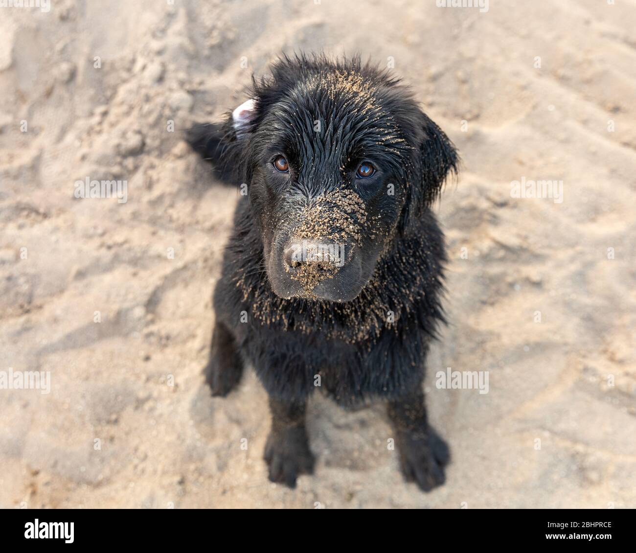 Un cucciolo di terranova su una spiaggia sabbiosa Foto Stock