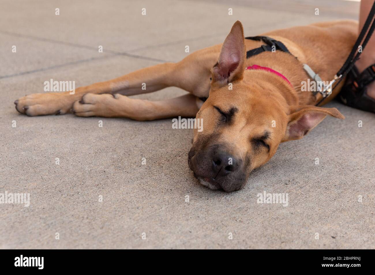 Un cane pastore che indossa un imbragamento dorme sul marciapiede Foto Stock