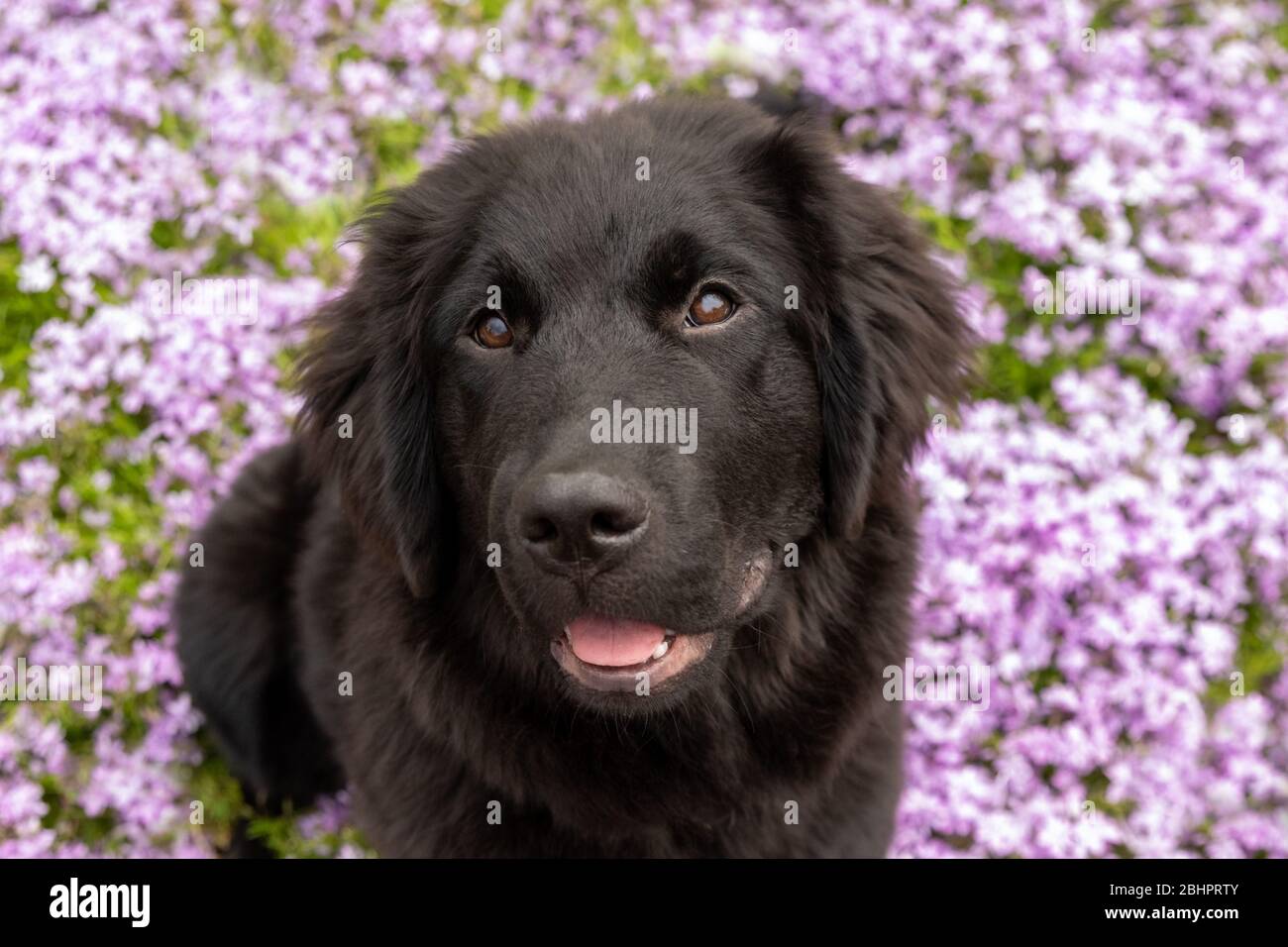 Un cucciolo di terranova in fiori viola Foto Stock