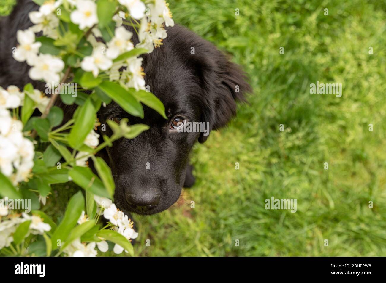 Un cucciolo di terranova che esce dai fiori di granchio Foto Stock