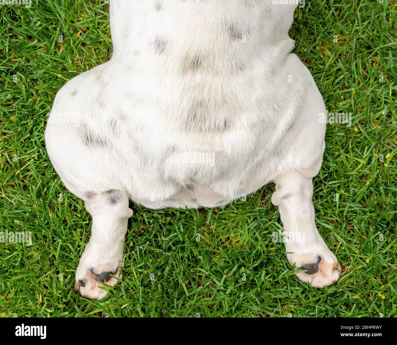 Un bulldog bianco zampe posteriori Foto Stock