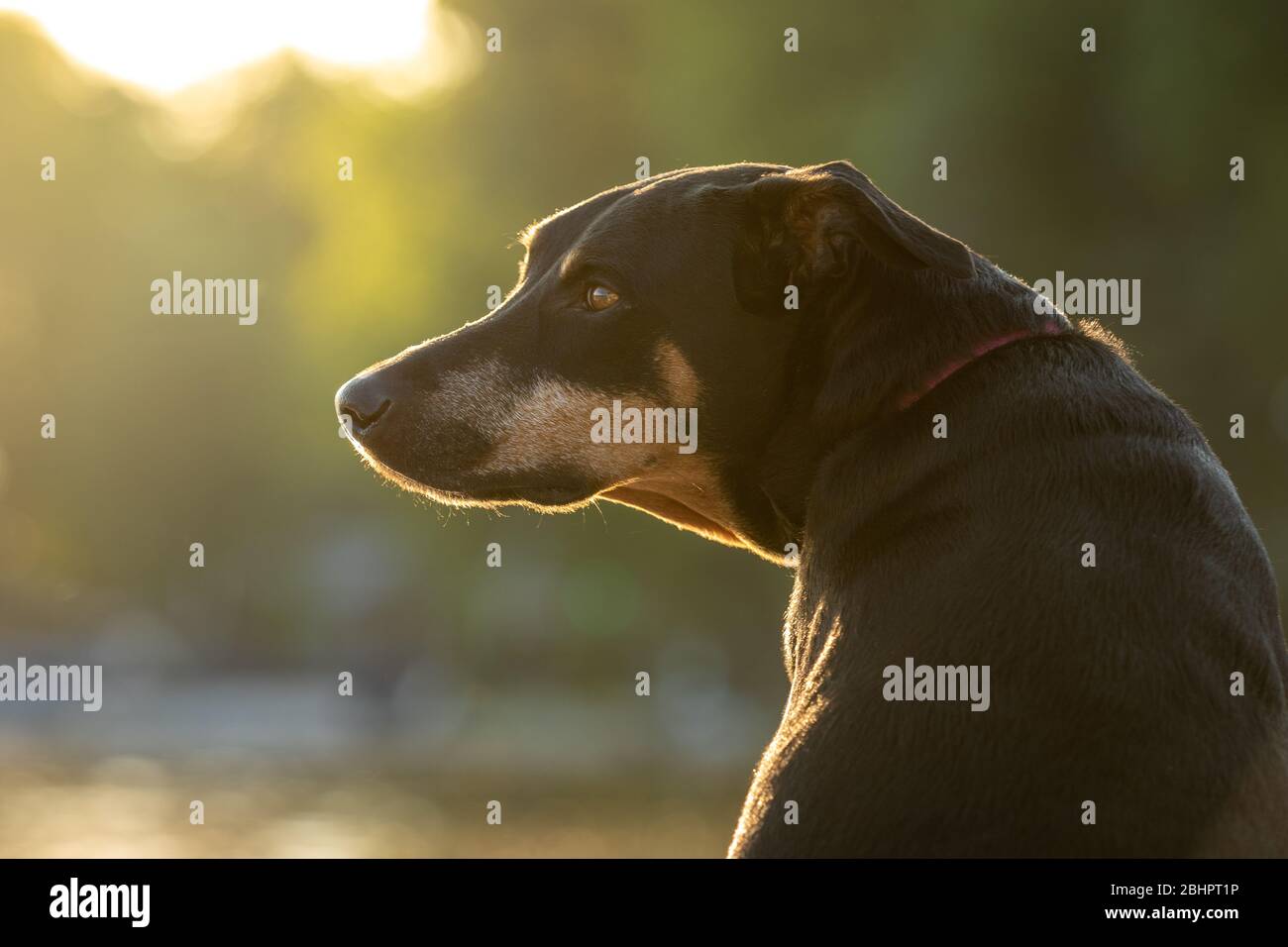 Profilo Doberman Dog Foto Stock