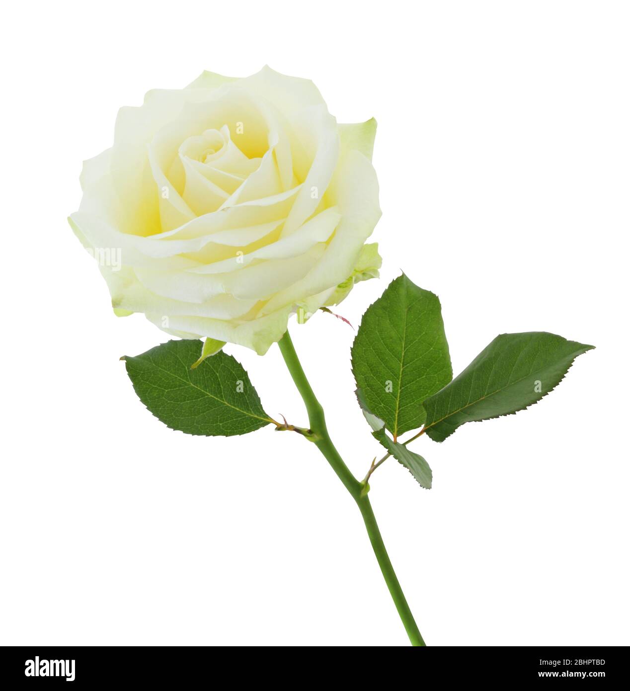 Rosa bianca (Rosaceae) in der Seitenansicht, isolato su sfondo bianco compreso il sentiero di ritaglio. Germania Foto Stock
