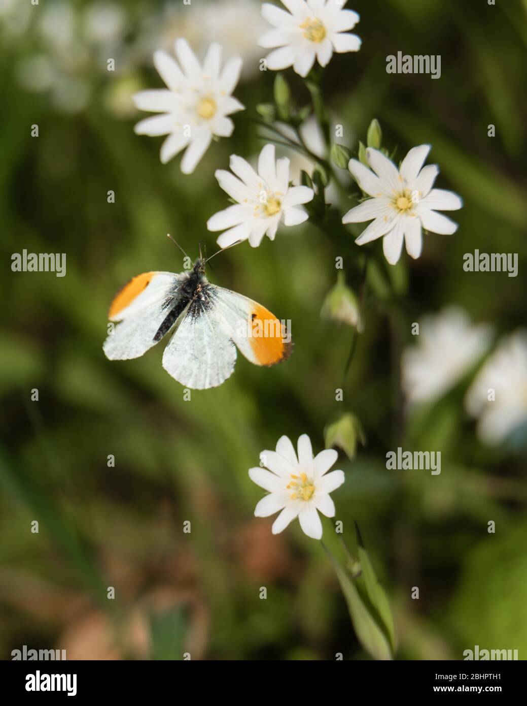 Farfalla arancione in volo. Aprile 2020 Foto Stock