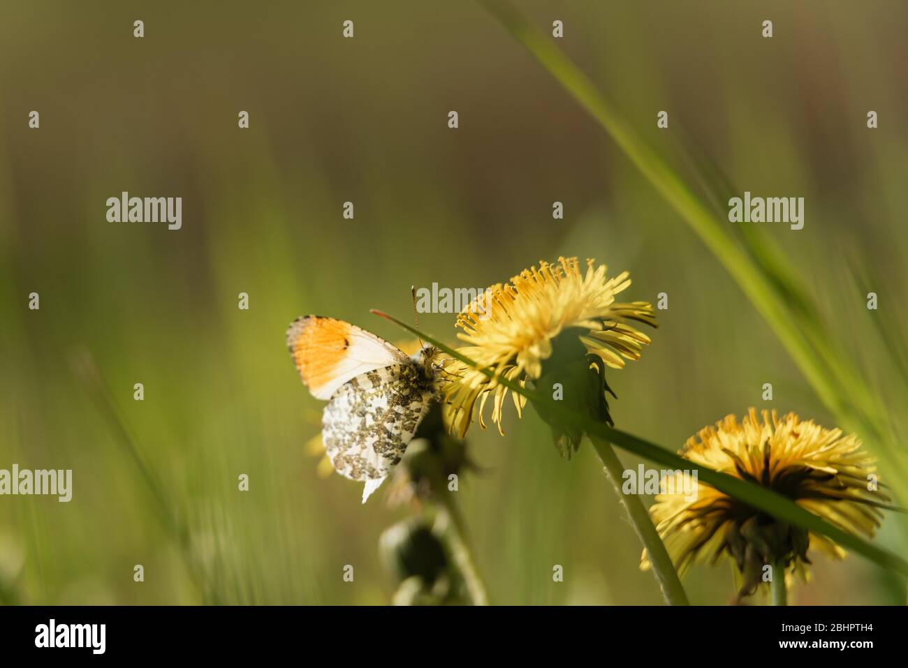 Farfalla-punta arancione-sotto le ali su dente di leone molle bg. Aprile 2020 Foto Stock