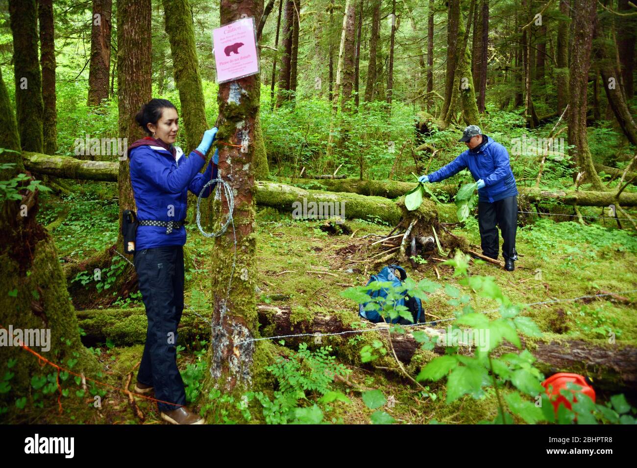 Ricercatori del campo di raccolta di campioni di capelli per un DNA scientifica studio circa gli orsi grizzly nel grande orso nella foresta pluviale, nella British Columbia, Canada. Foto Stock