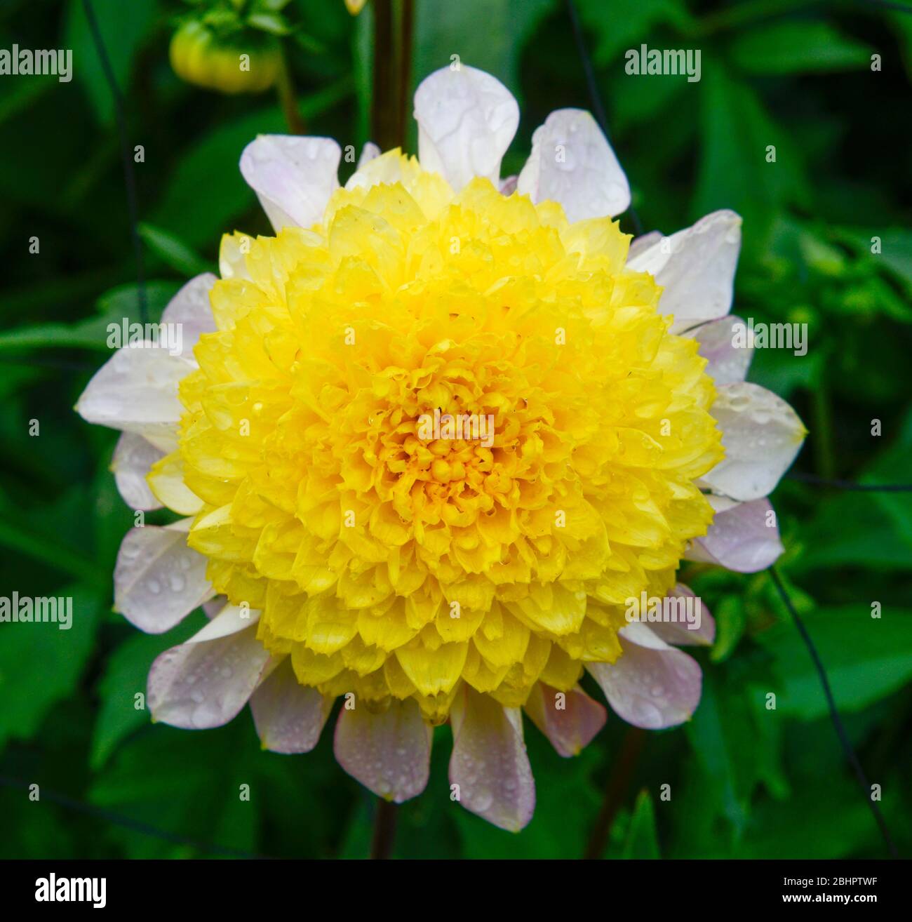 Primo piano di una singola testa di fiori di Dahlia gialla e bianca con gocce d'acqua sui petali di fiori Foto Stock