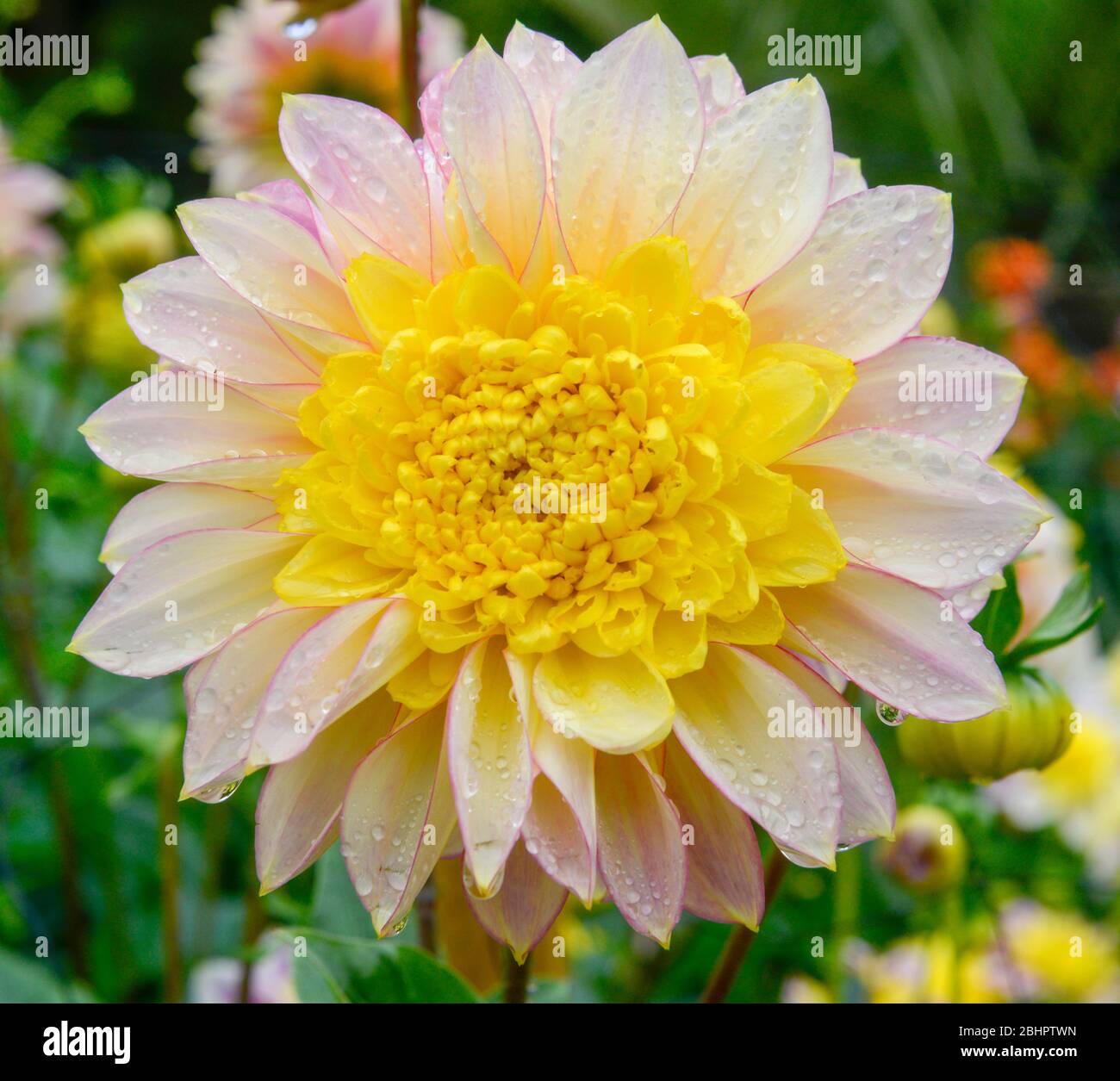 Primo piano di una singola testa di fiori di Dahlia gialla e bianca con gocce d'acqua sui petali di fiori Foto Stock