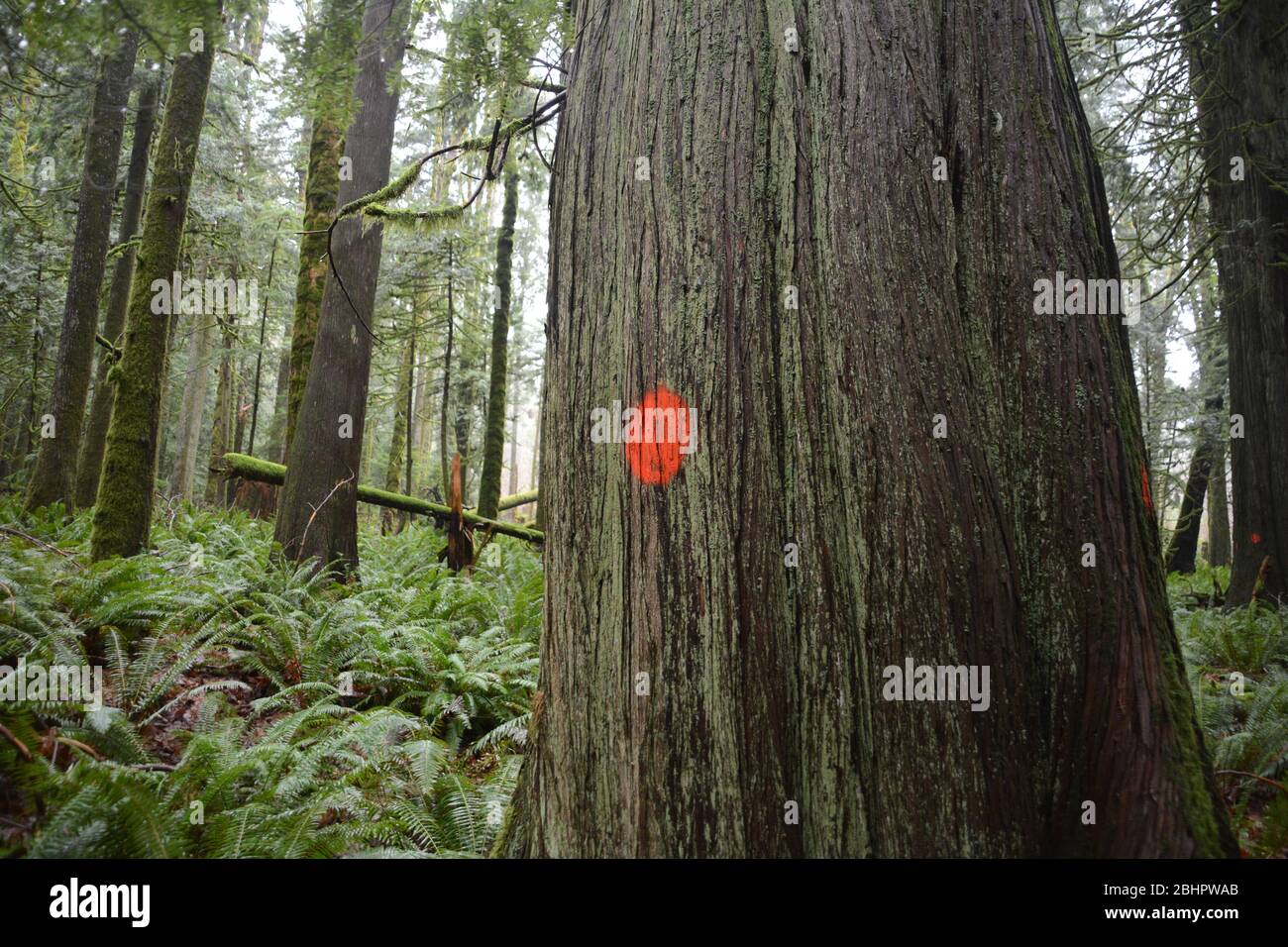 I tronchi di vecchi alberi di cedro rosso occidentale di crescita segnati con un punto arancione per il logging a Echo Lake, Harrison Hot Springs, British Columbia, Canada. Foto Stock