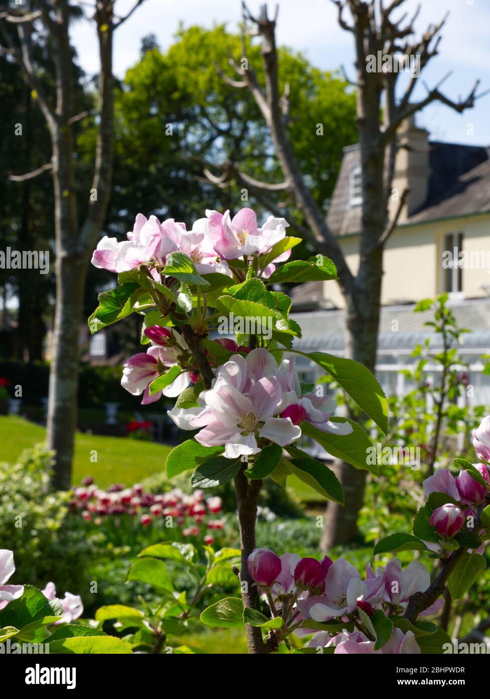 Reveley Lodge Gardens, Herfordshire, Regno Unito . Bella casa vittoriana, giardini e sale da tè. Flora e fauna gloriose. Alveari, stagno e giardino di cucina Foto Stock