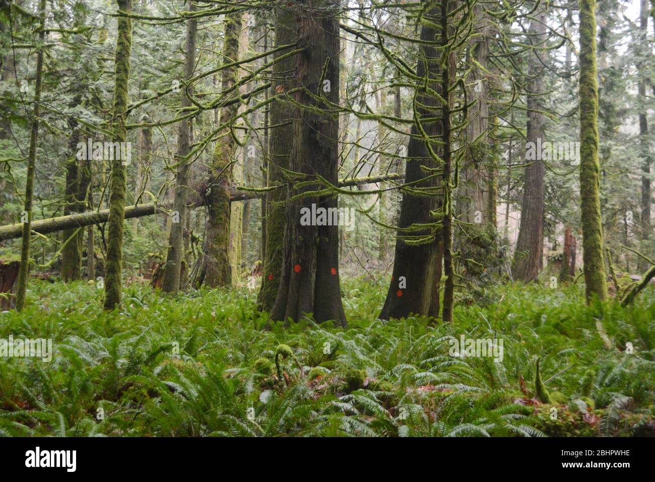 I tronchi di vecchi alberi di cedro rosso occidentale di crescita segnati con un punto arancione per il logging a Echo Lake, Harrison Hot Springs, British Columbia, Canada. Foto Stock