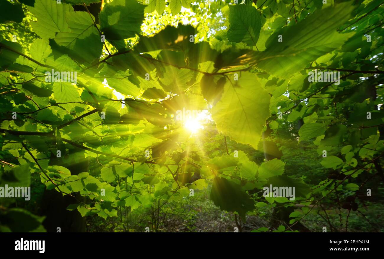 Il caldo sole centrato e incorniciato da belle foglie verdi in una foresta, con raggi d'oro di luce Foto Stock
