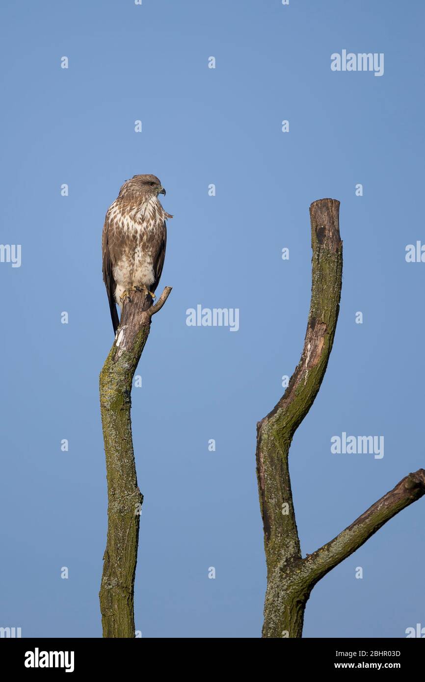 Buzzardo comune del Regno Unito (Buteo buteo) isolato all'aperto appollaiato su un albero come se parlasse con un amico invisibile immaginario! Concetto: Distanziamento sociale / isolamento. Foto Stock
