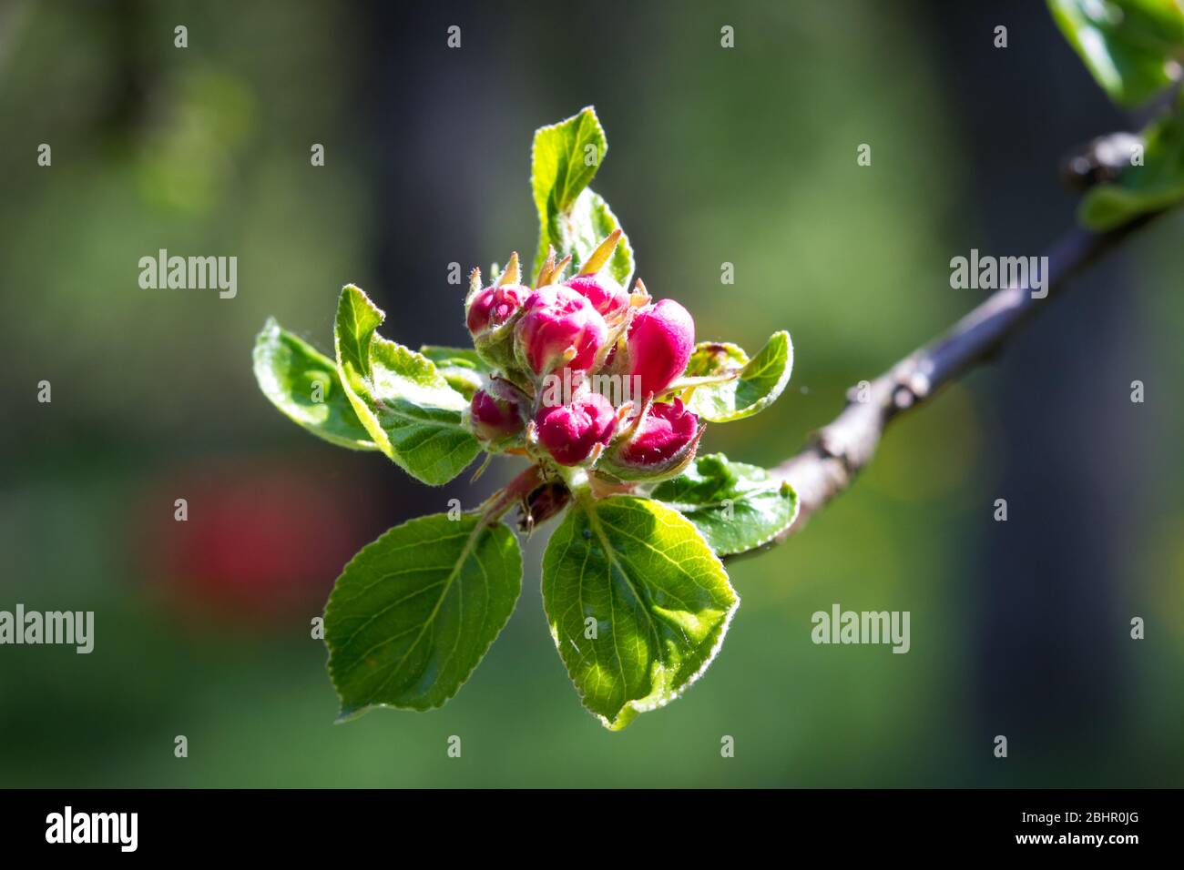 Albero di mele in stagione di fioritura, tempo di fioritura Foto Stock