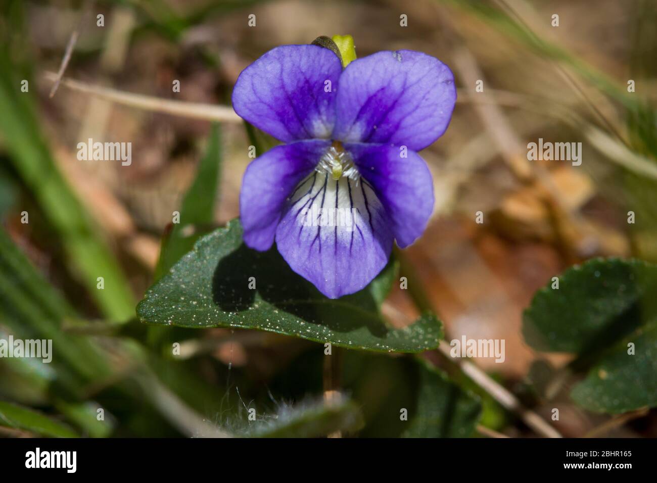 Viola, Veilchen (Viola) Foto Stock