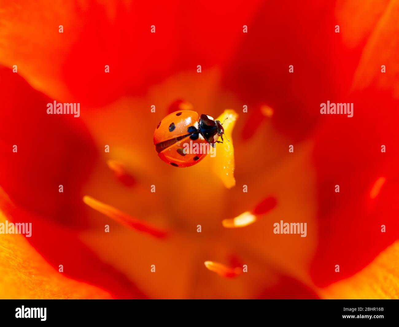 Macro di un brillante sette spot Ladybird sul pistillo giallo di un tulipano rosso arancio tutti a bagliore con retroilluminazione soleggiata. Foto Stock