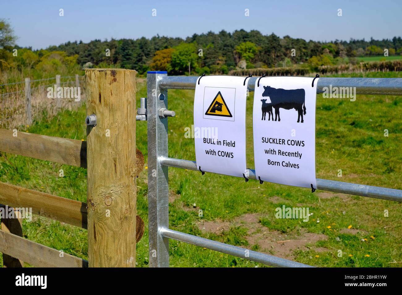 pericolo bull in campo e mucche da latte segni sul cancello fattoria, norfolk nord, inghilterra Foto Stock