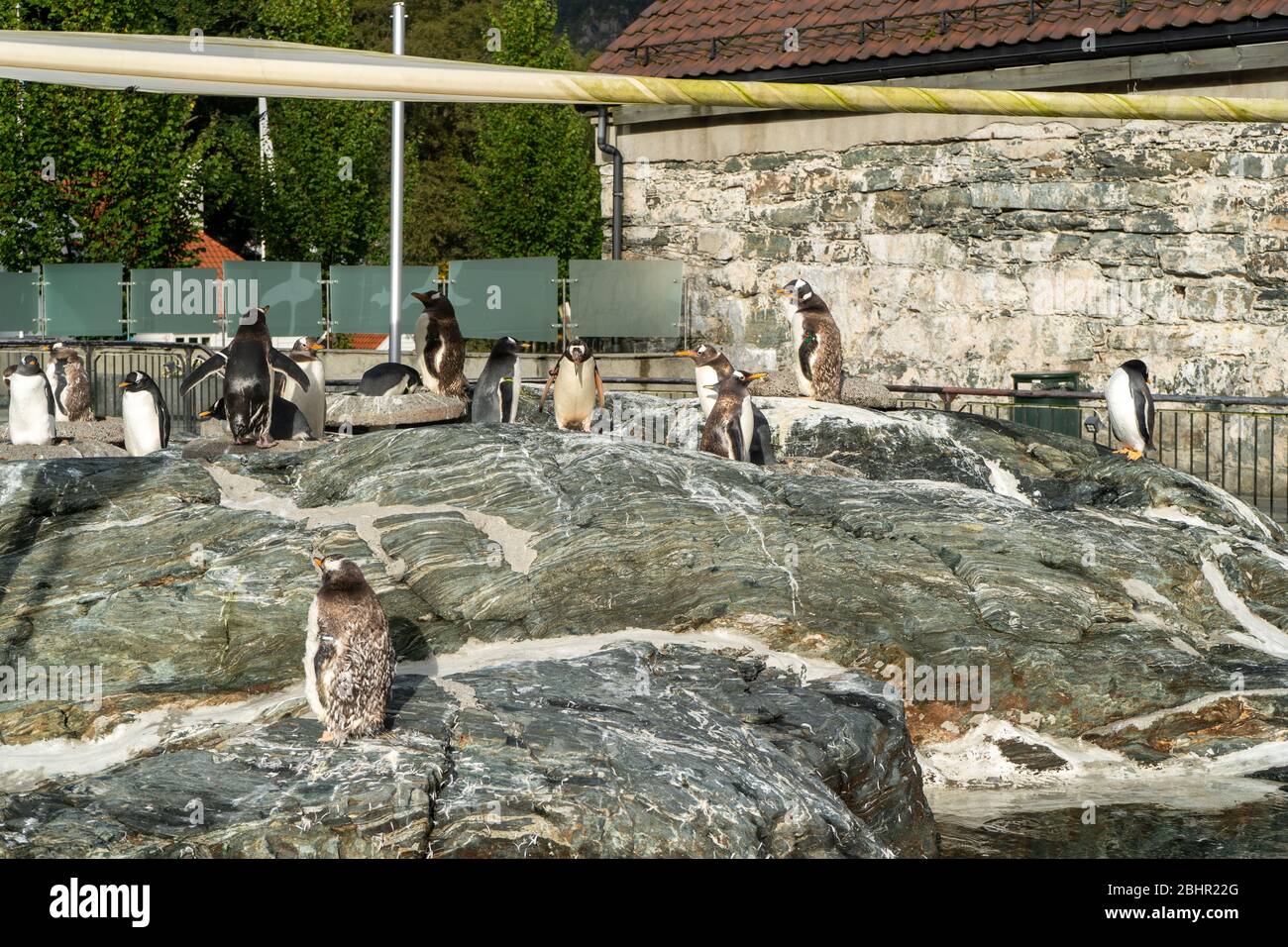 I pinguini si divertono nell'acquario di Bergen, Norvegia. Agosto 2019 Foto Stock