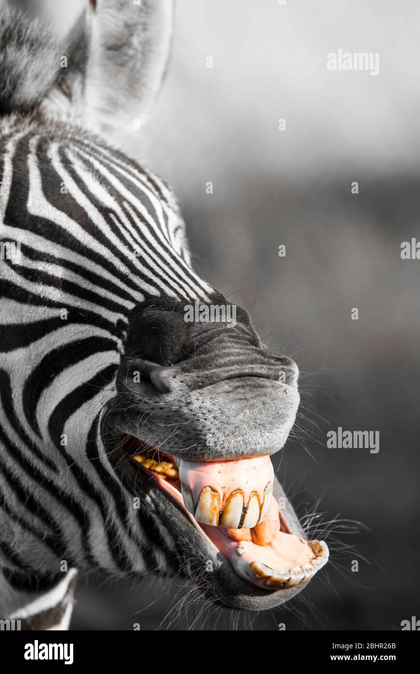 Primo piano della testa del comico zebra di Grevy (Equus grevyi), bocca aperta che mostra i denti, isolati all'aperto, West Midland Safari Park UK. Animali divertenti. Foto Stock