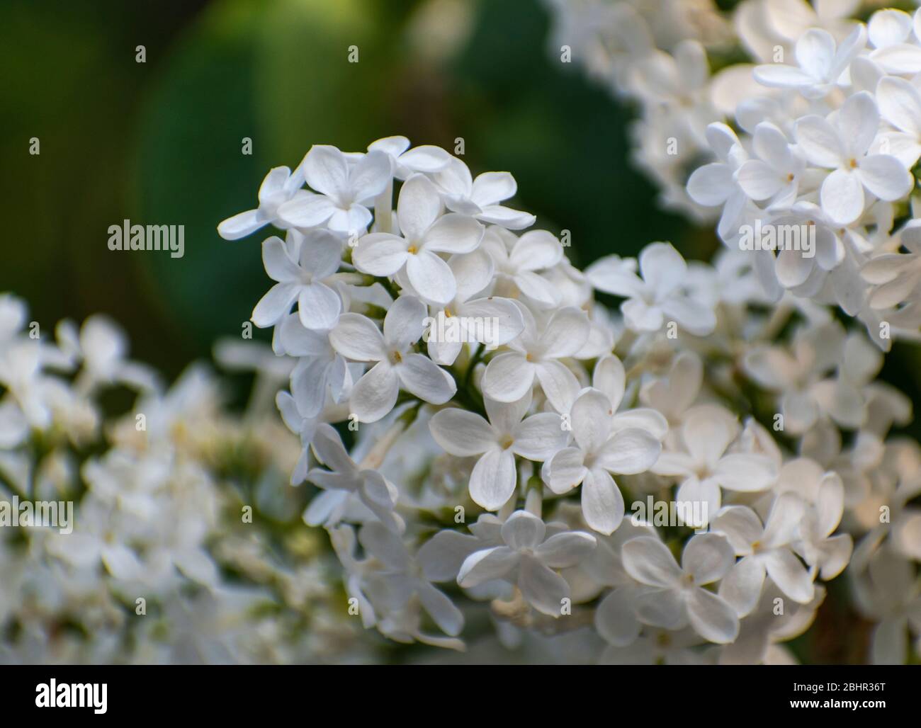 Fiori bianchi lilla, Syringa vulgaris Alba Foto Stock