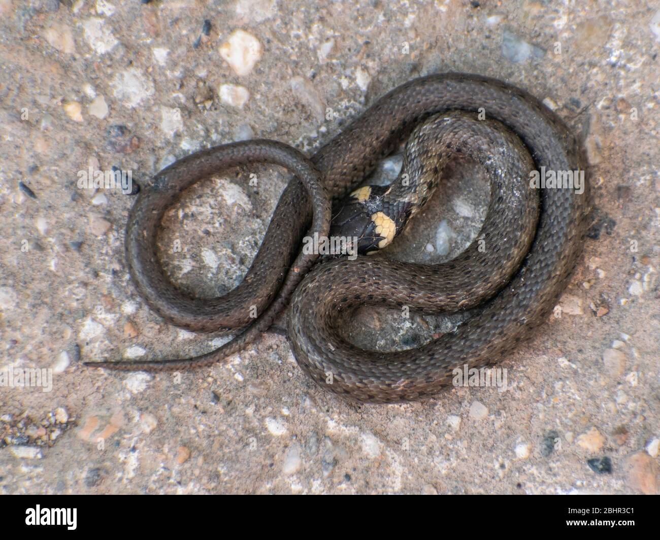 Il serpente d'erba, giovane serpente ad anello Eurasian serpente non venoso Natrix natrix, Serbia, Europa Foto Stock